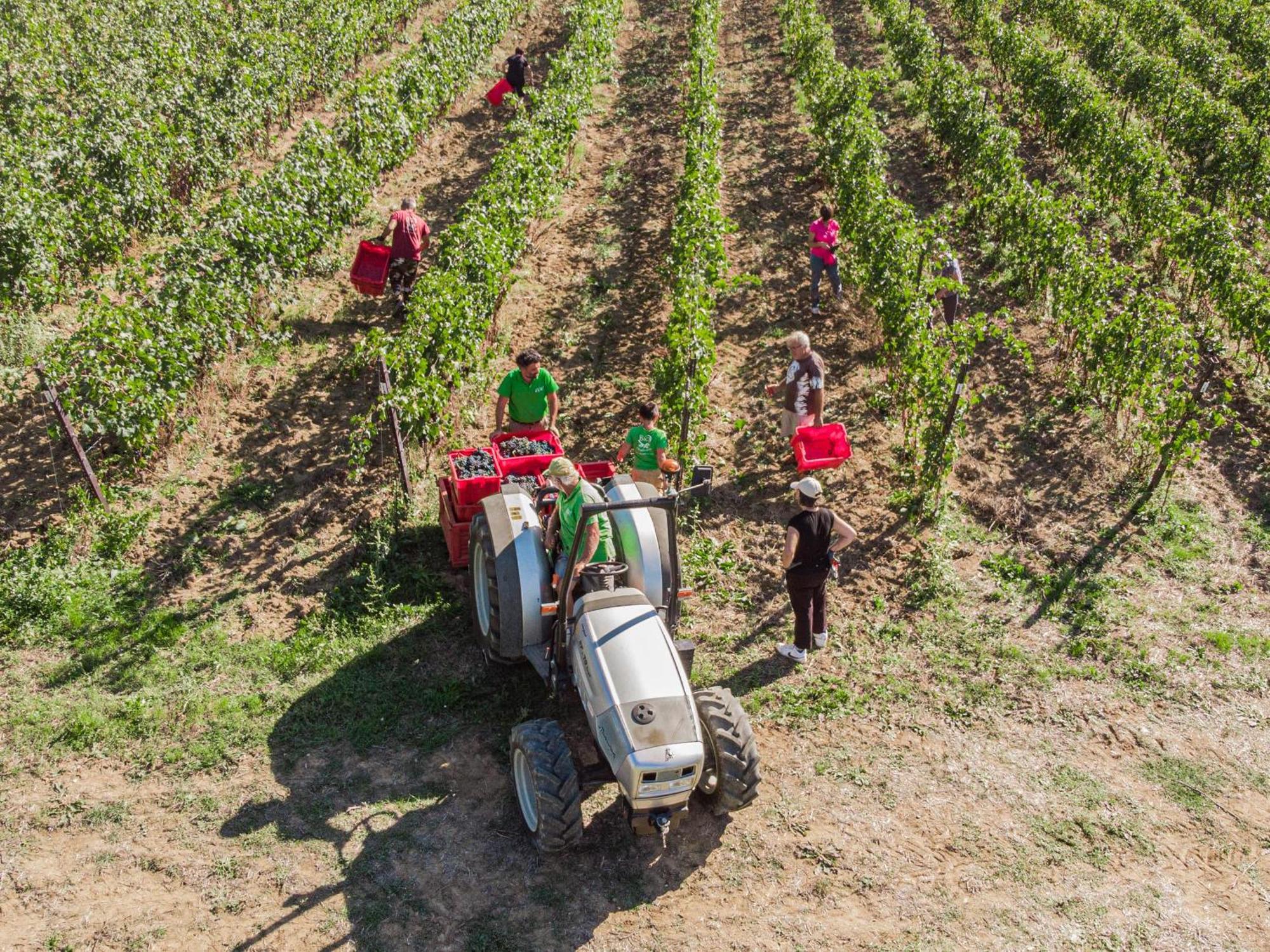 Il Querciolo - Azienda Biologica, Agriturismo E Cantina Marciano della Chiana Exterior foto